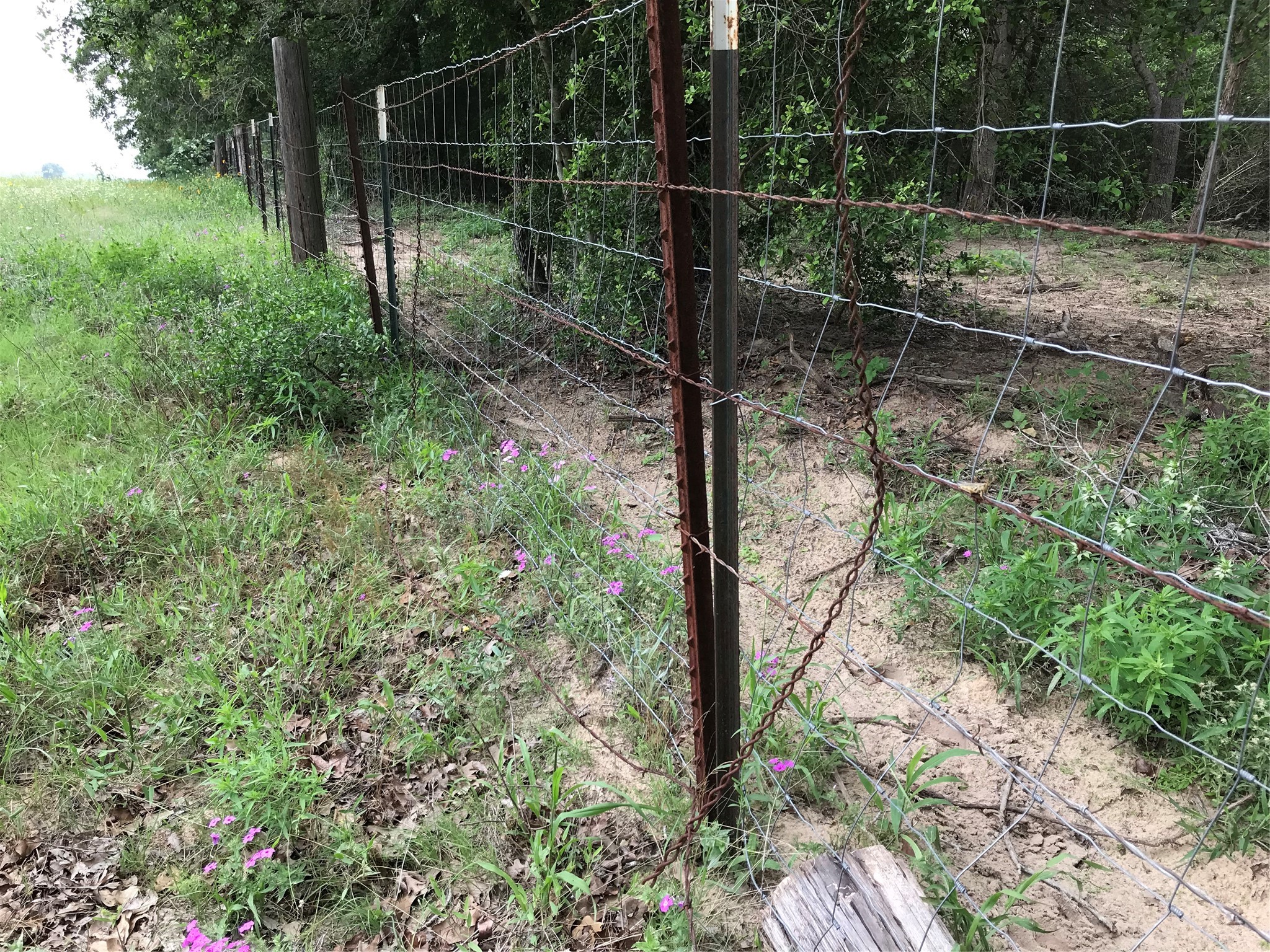 1672 Sayers Tract 4 Road Bastrop, TX 78602 - Photo 9 of 16 a view of a yard