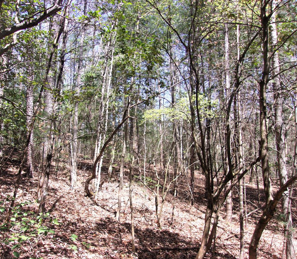 1525 Liberty Road Murphy, NC 28906 - Photo 9 of 10