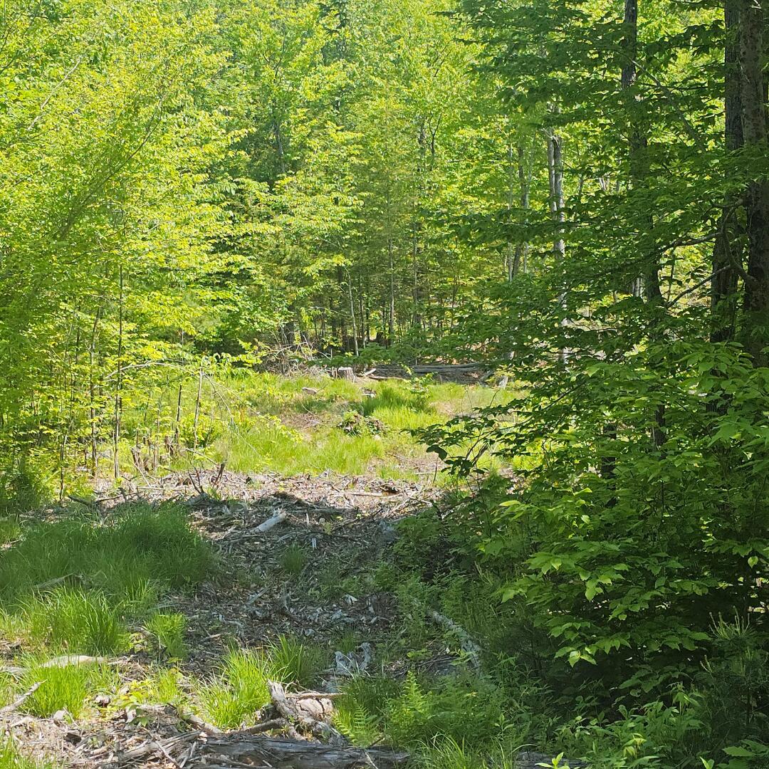 18 A Isaac Stevens Road Bridgton, ME 04009 - Photo 3 of 9 Clearing