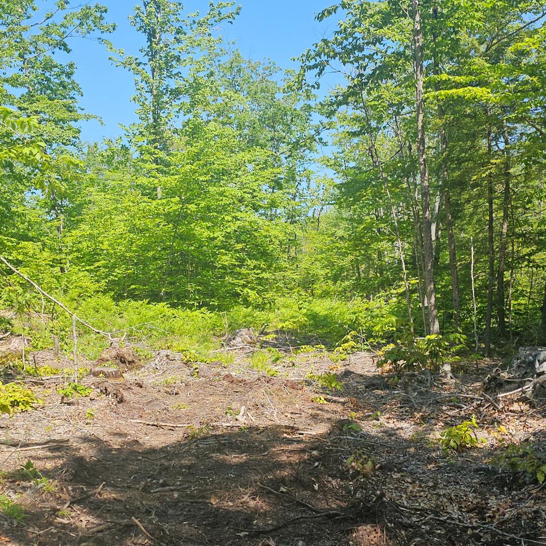 18 A Isaac Stevens Road Bridgton, ME 04009 - Photo 4 of 9 Driveway