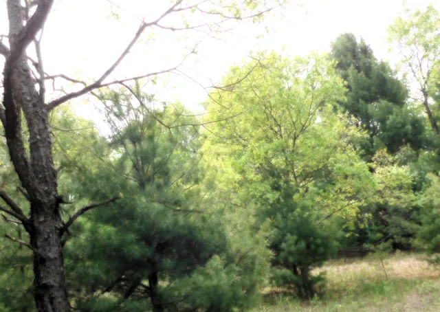 $107,000 | 15880 Potter Road, Unit B26 82, Kaleva, MI 49645