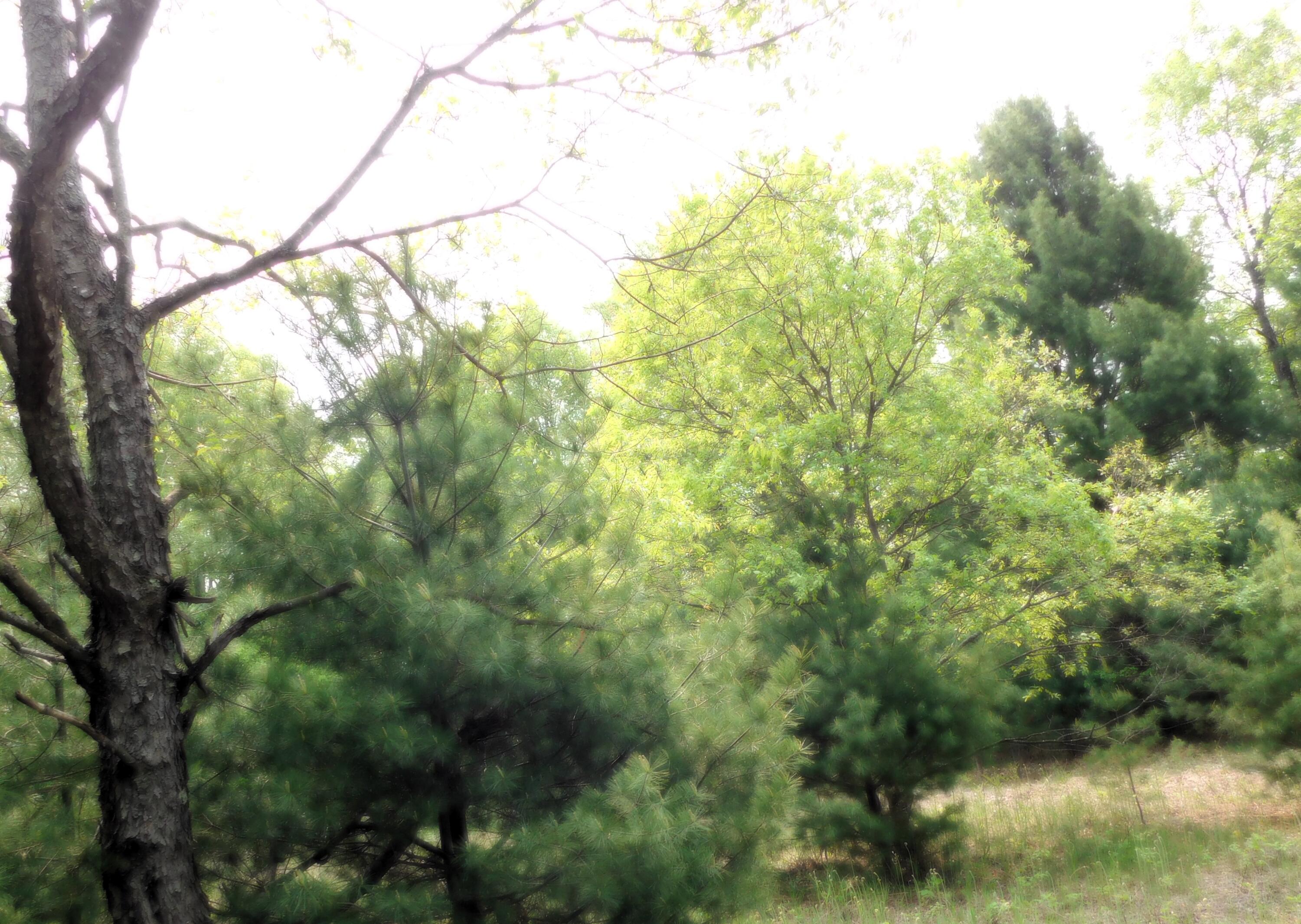 15880 Potter Road, Unit B26 82 Kaleva, MI 49645 - Photo 5 of 9 DSCN0647.JPG2