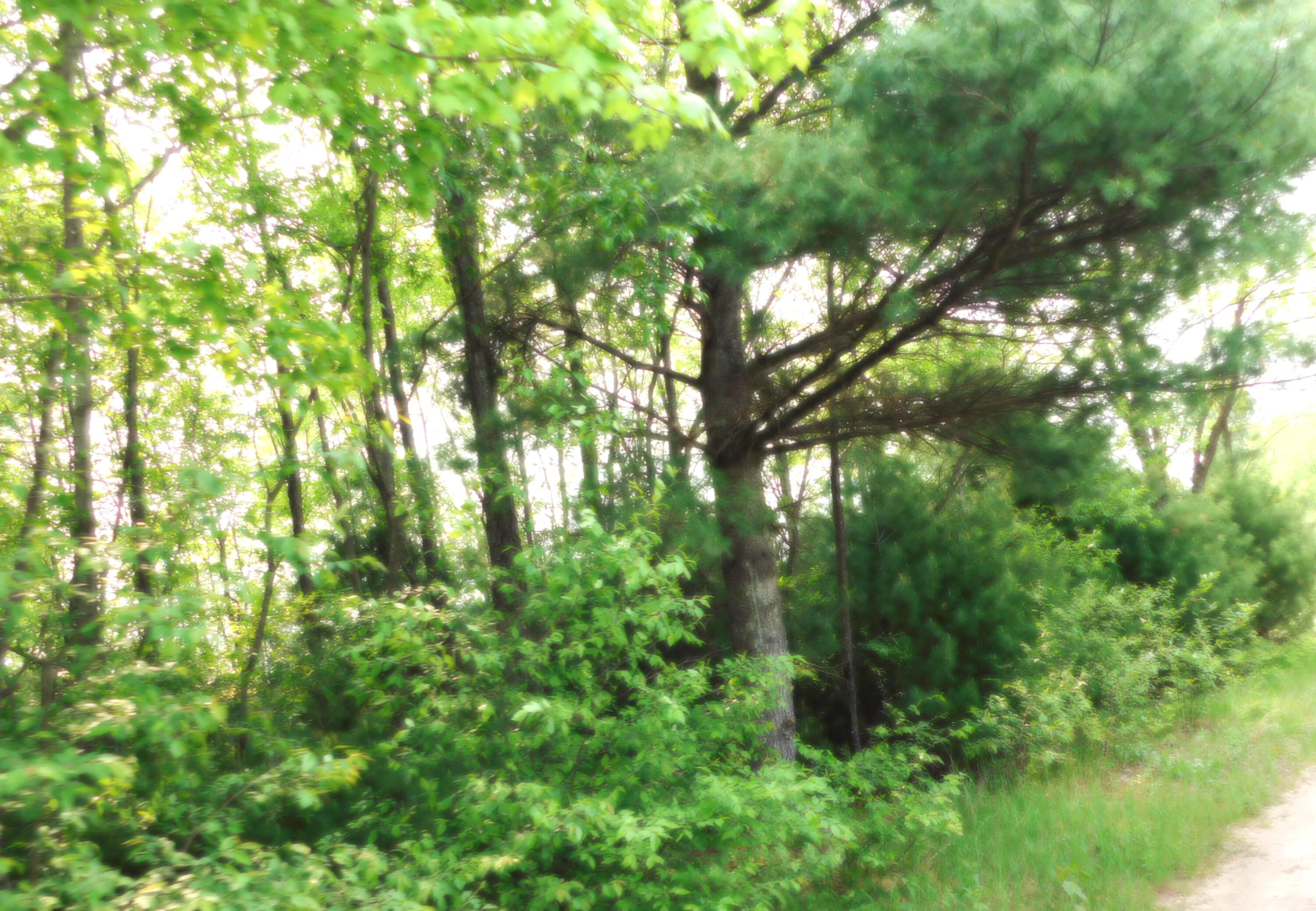 15880 Potter Road, Unit B26 82 Kaleva, MI 49645 - Photo 6 of 9 DSCN0649.JPG2