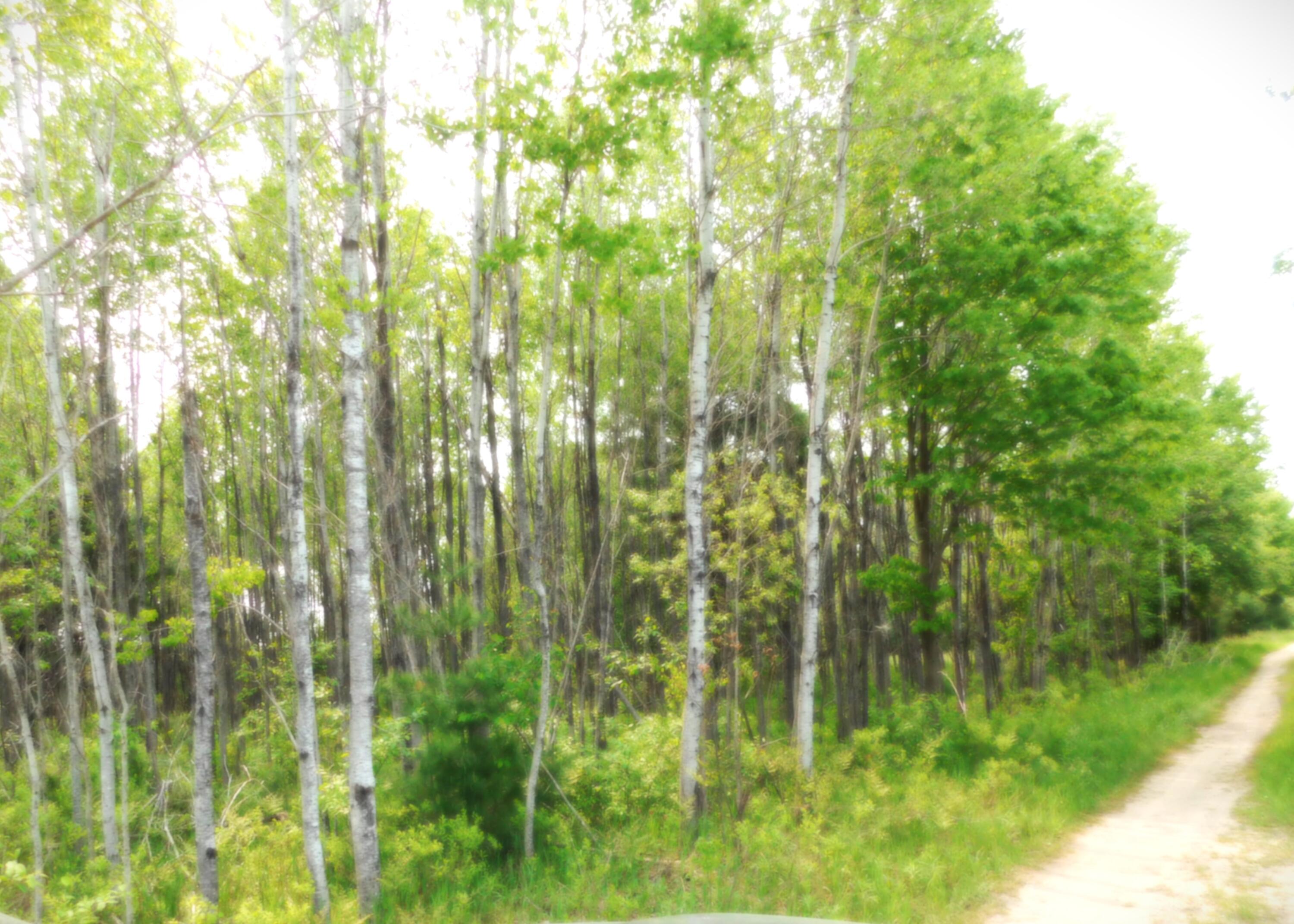 15880 Potter Road, Unit B26 82 Kaleva, MI 49645 - Photo 7 of 9 DSCN0645.JPG2