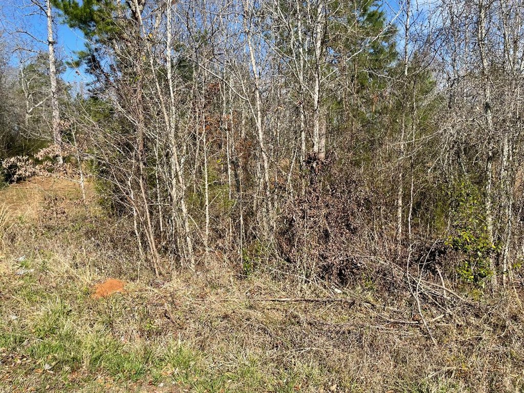 1978 Old Douglas Mill Road Abbeville, SC 29620 - Photo 8 of 24