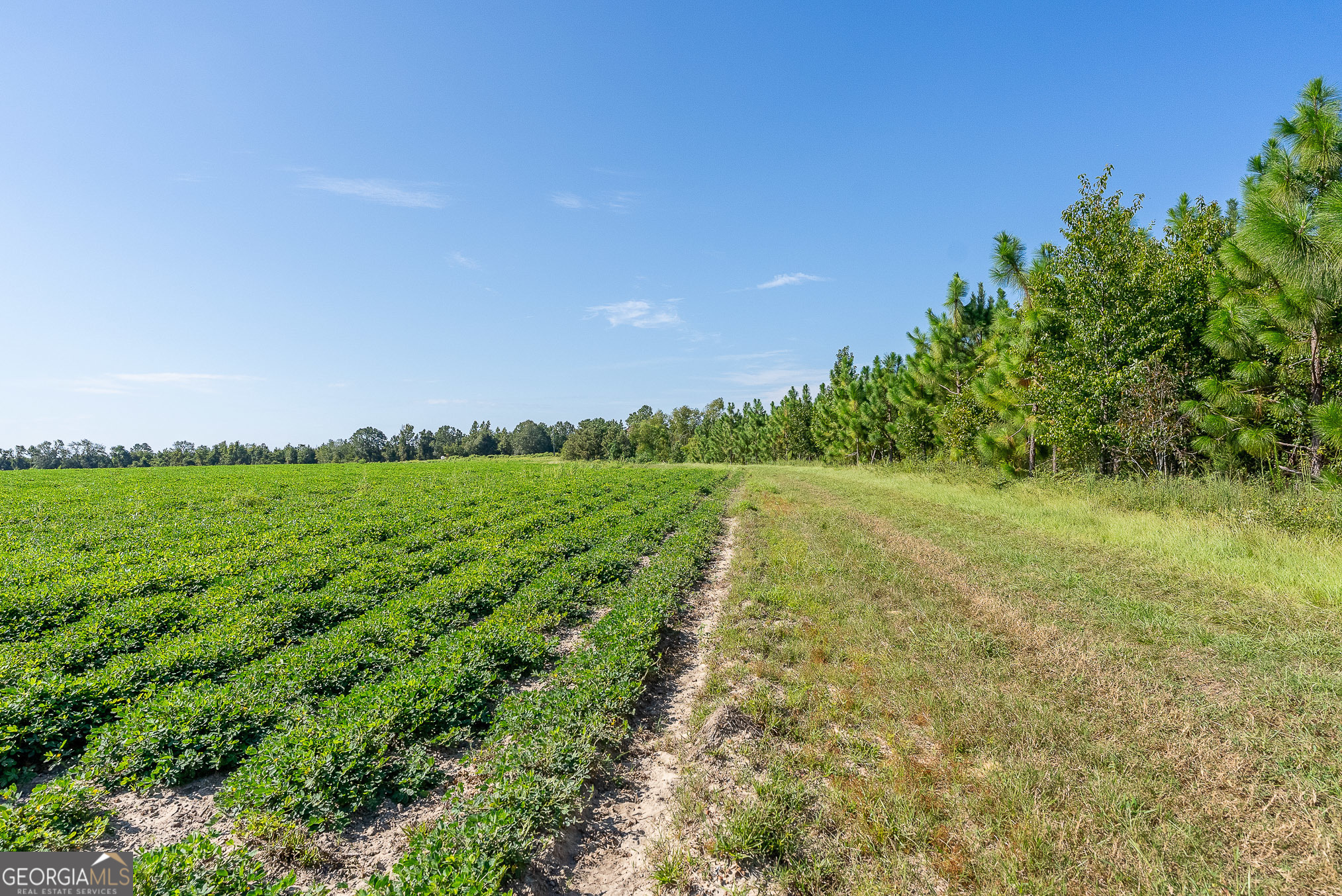 Tract 3 Rhonda Coleman Road Hazlehurst, GA 31539 - Photo 16 of 29 a view of a green field with clear sky