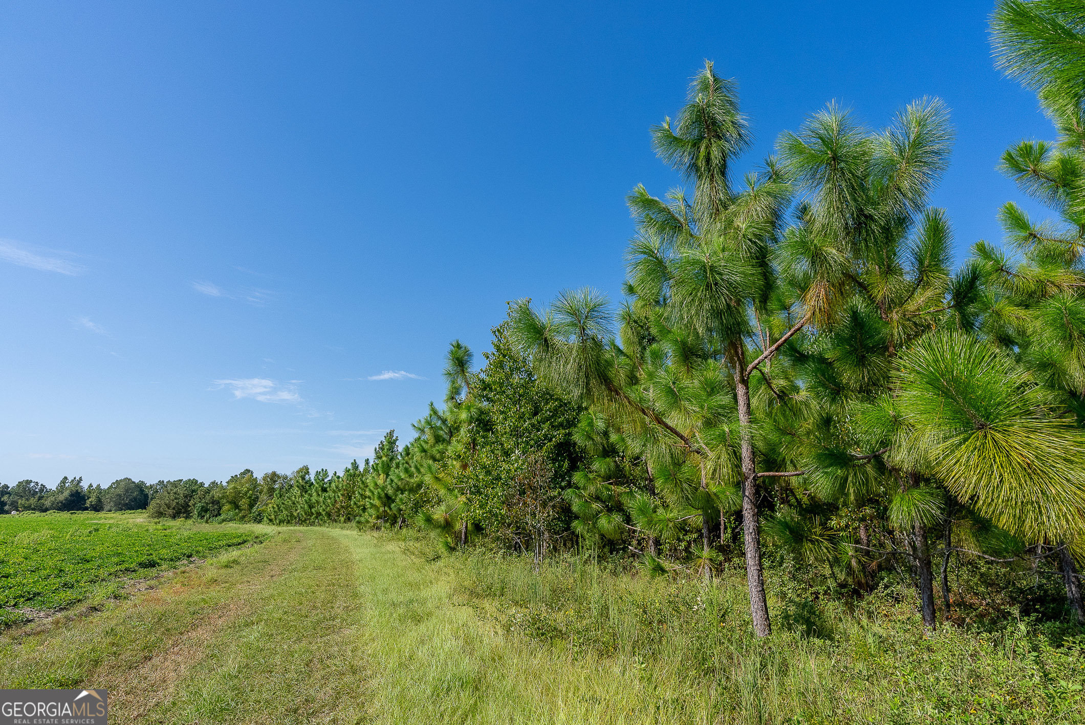 Tract 3 Rhonda Coleman Road Hazlehurst, GA 31539 - Photo 17 of 29 a view of a garden with a lake