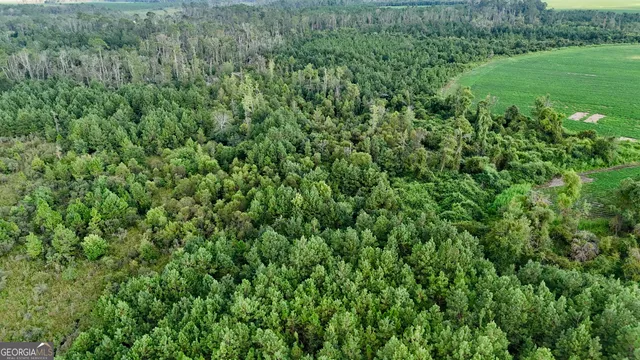 a view of a lush green space