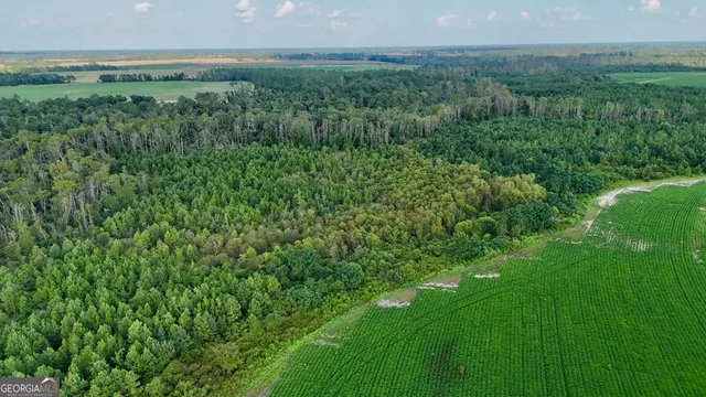 a view of a lush green space