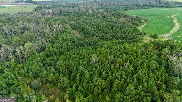 a view of a lush green space