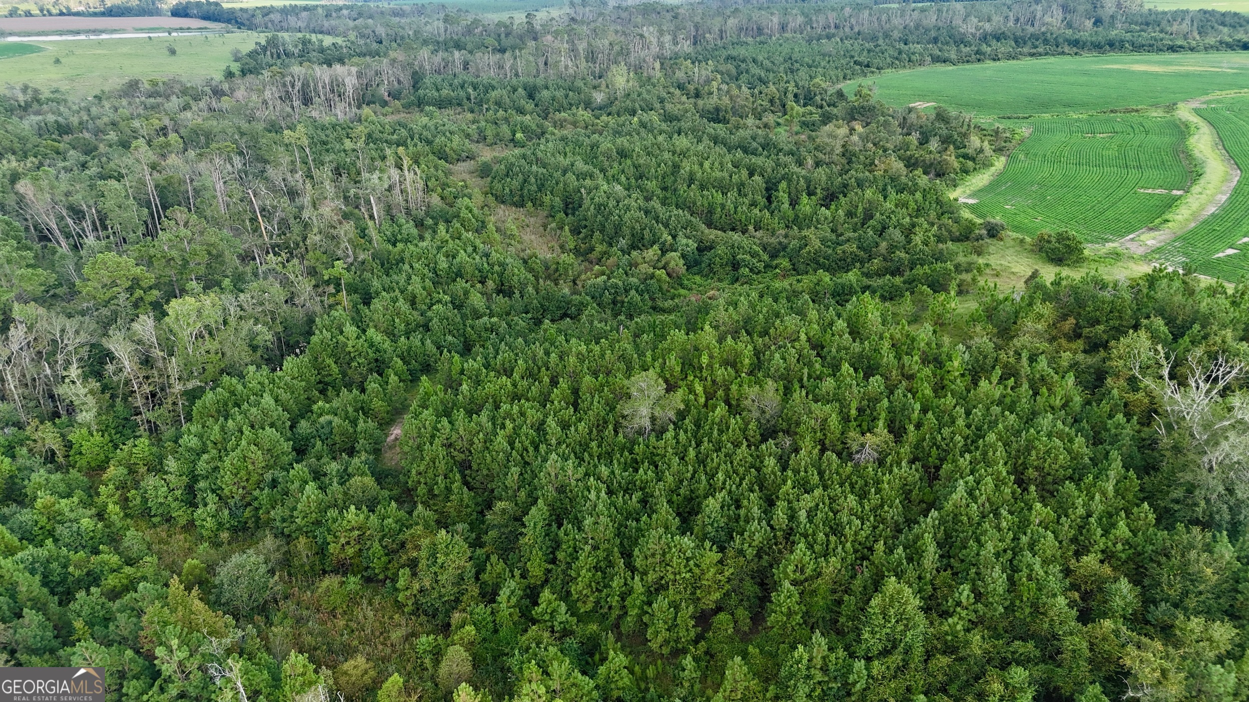 Tract 3 Rhonda Coleman Road Hazlehurst, GA 31539 - Photo 21 of 29 a view of a lush green space
