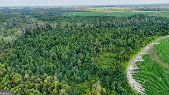 a view of a lush green outdoor space with a lush green forest