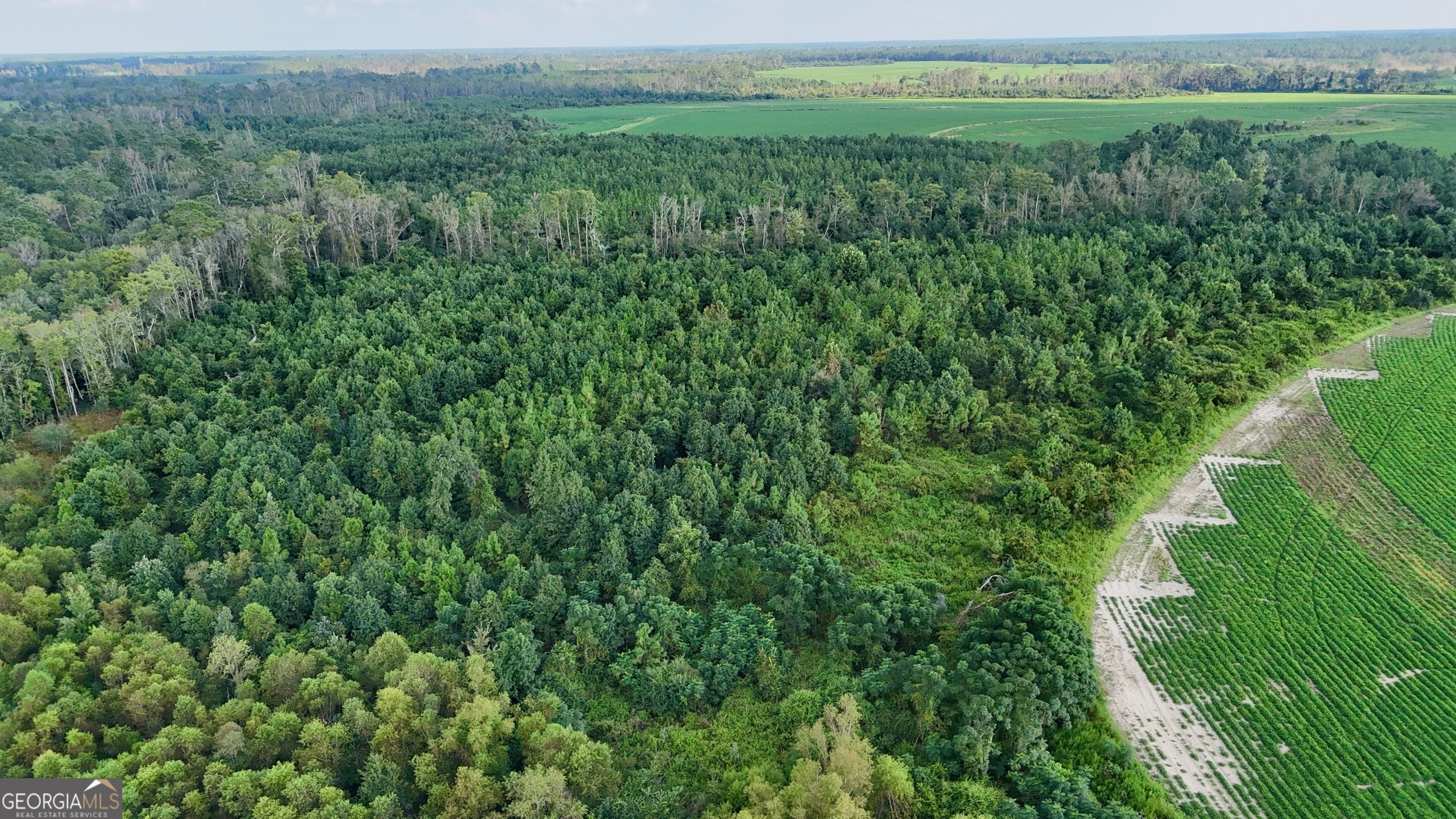 Tract 3 Rhonda Coleman Road Hazlehurst, GA 31539 - Photo 22 of 29 a view of a lush green space