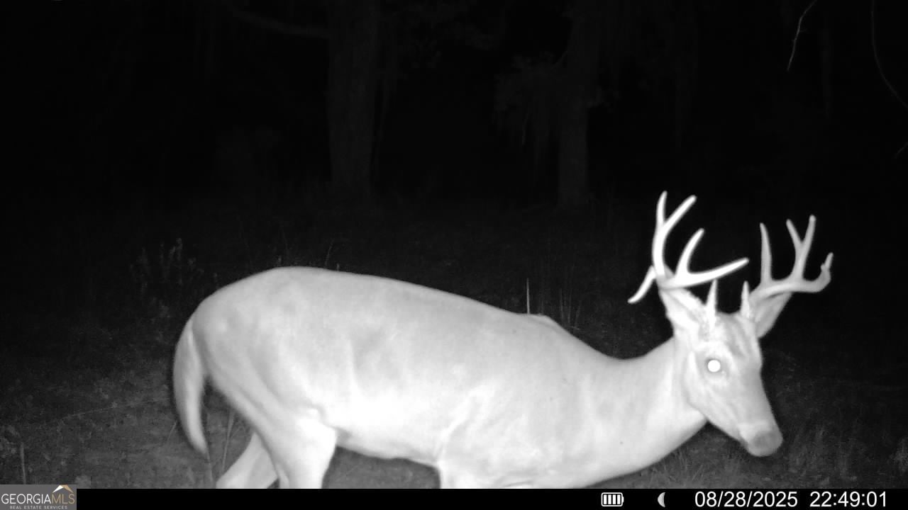 Tract 3 Rhonda Coleman Road Hazlehurst, GA 31539 - Photo 7 of 29 a view of wooden floor