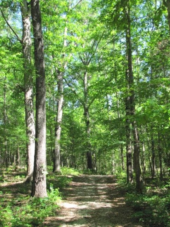 662 Pear Tree Road Auburn, AL 36830 - Photo 9 of 24 Gallery Image 9