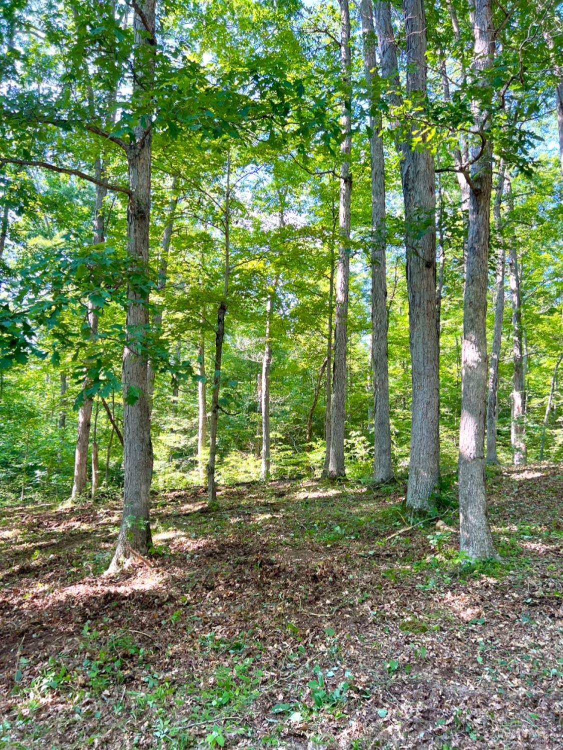 1738 Bat Roost Road Manchester, OH 45144 - Photo 8 of 50 Gallery Image 8