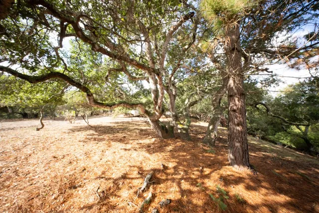 a view of yard with trees