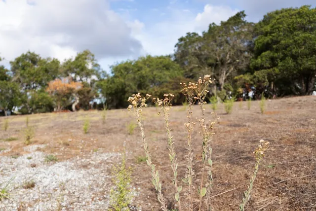 a view of yard covered with snow in yard