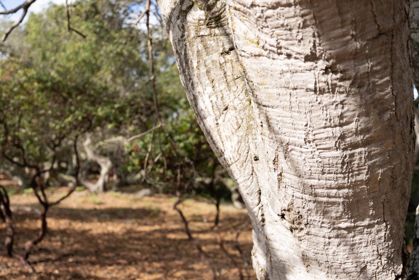 18221 Berta Canyon Road Salinas, CA 93907 - Photo 13 of 13