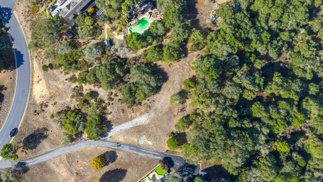 a view of a plant in a garden