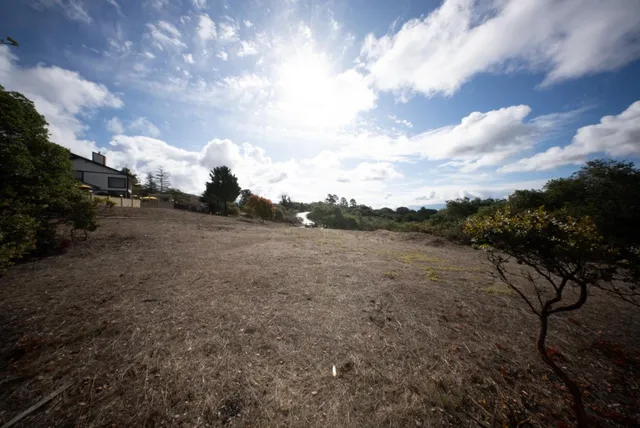 a view of a dry yard with lots of trees