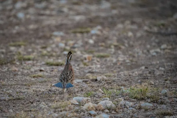 $9,348,900 | 0 Pandale Highway, Ozona, TX 76943