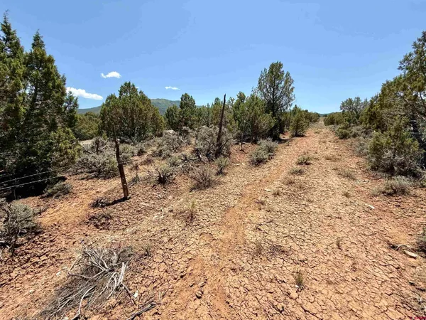 a view of a dry yard with trees in the background
