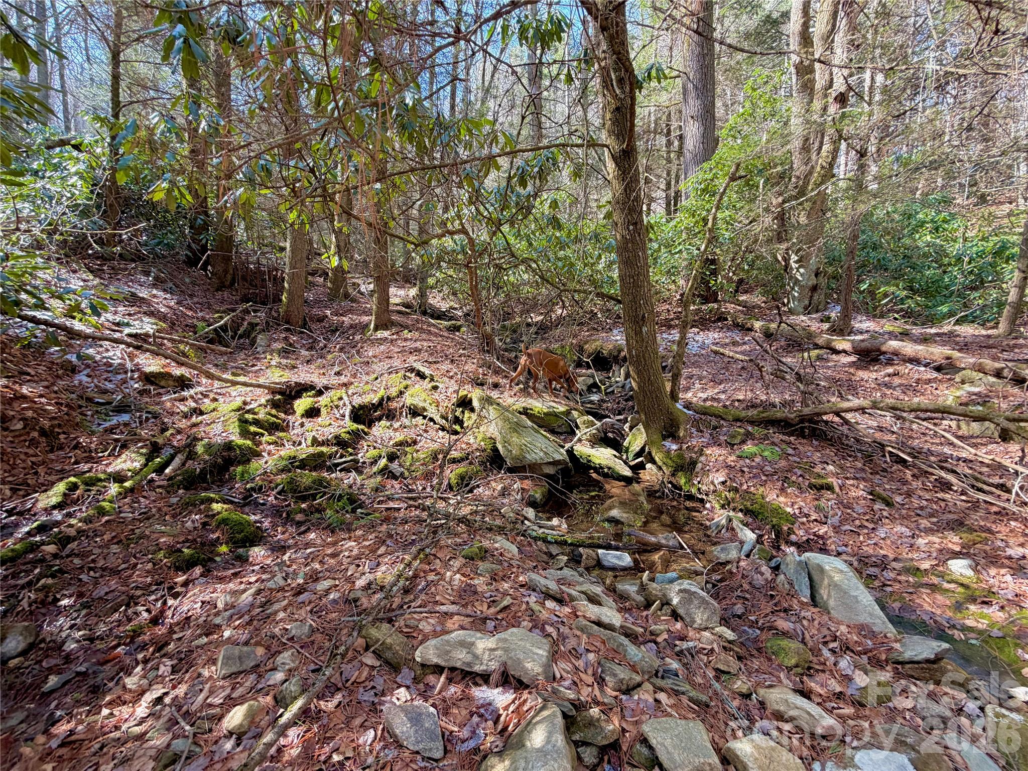 Tbd George Hayes Road, Unit TRACT C Boone, NC 28607 - Photo 14 of 26