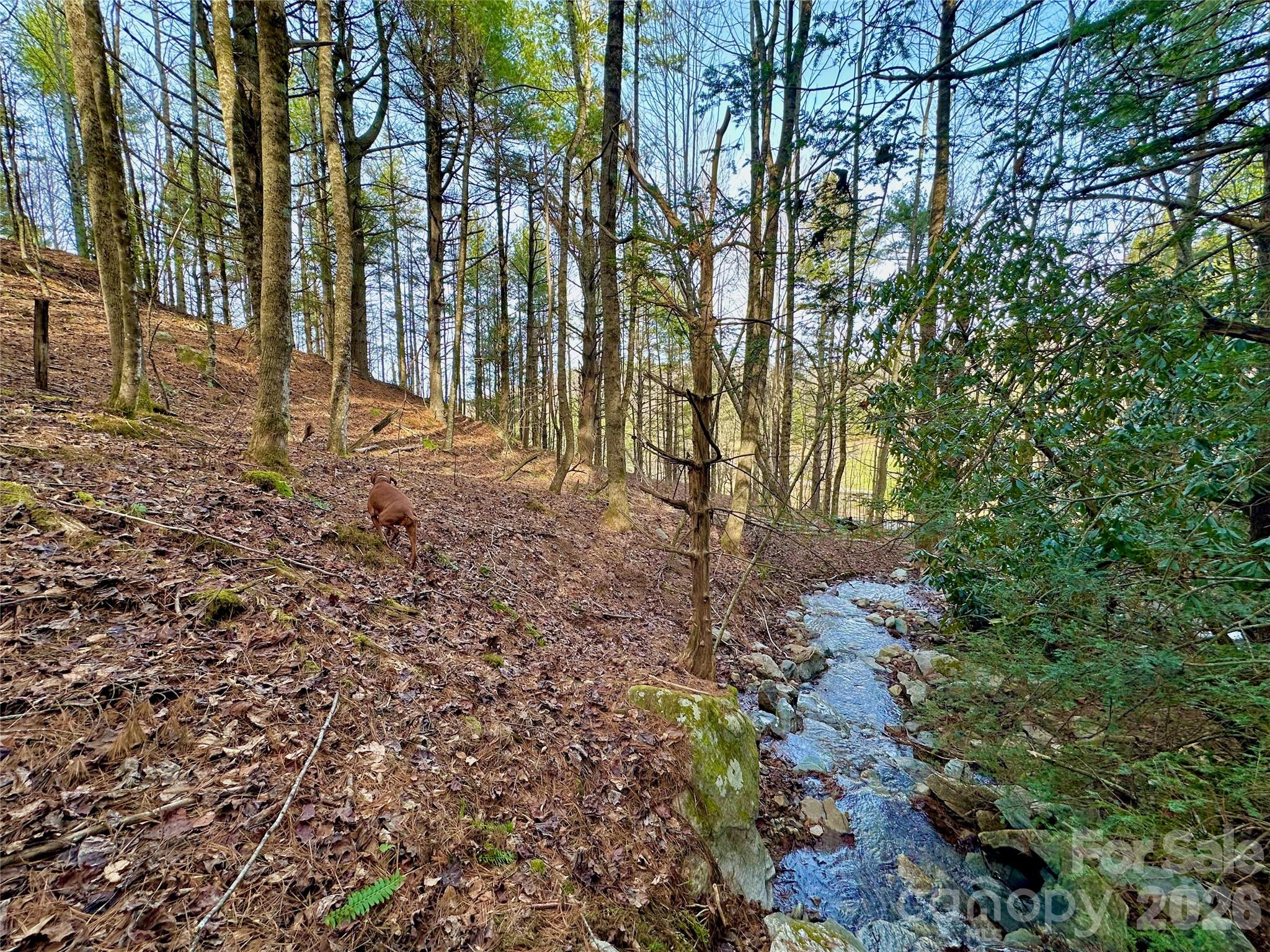 Tbd George Hayes Road, Unit TRACT C Boone, NC 28607 - Photo 14 of 25