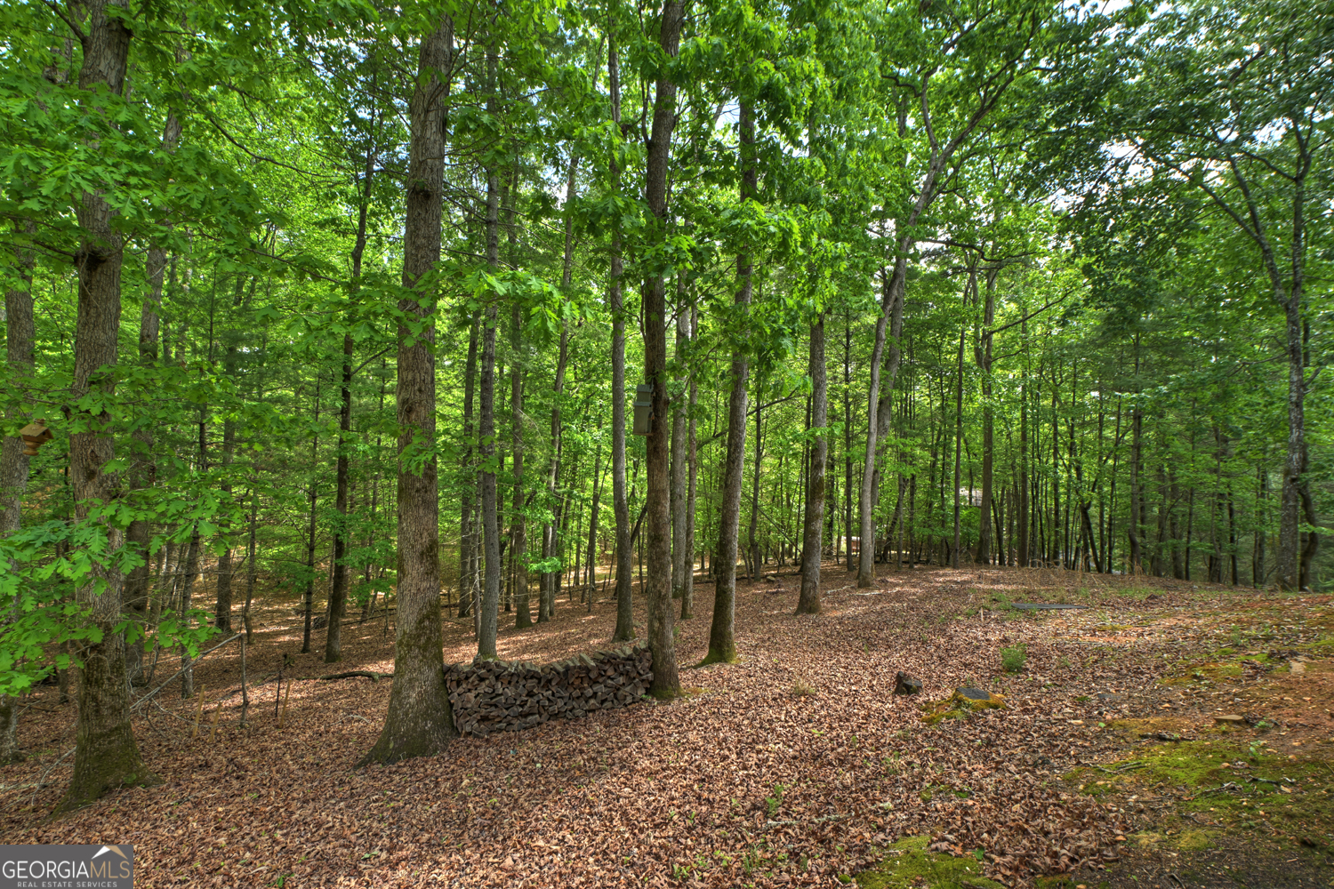 366 Shepherds Lane Morganton, GA 30560 - Photo 74 of 79 a view of outdoor space with lots of trees