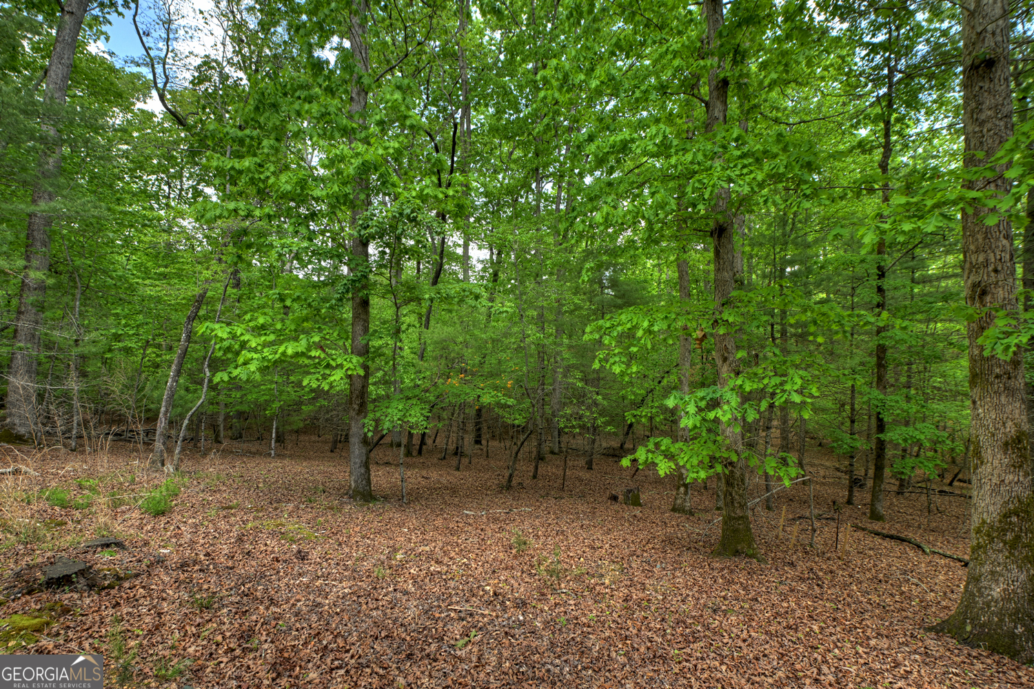 366 Shepherds Lane Morganton, GA 30560 - Photo 75 of 79 a view of a forest with trees in the background