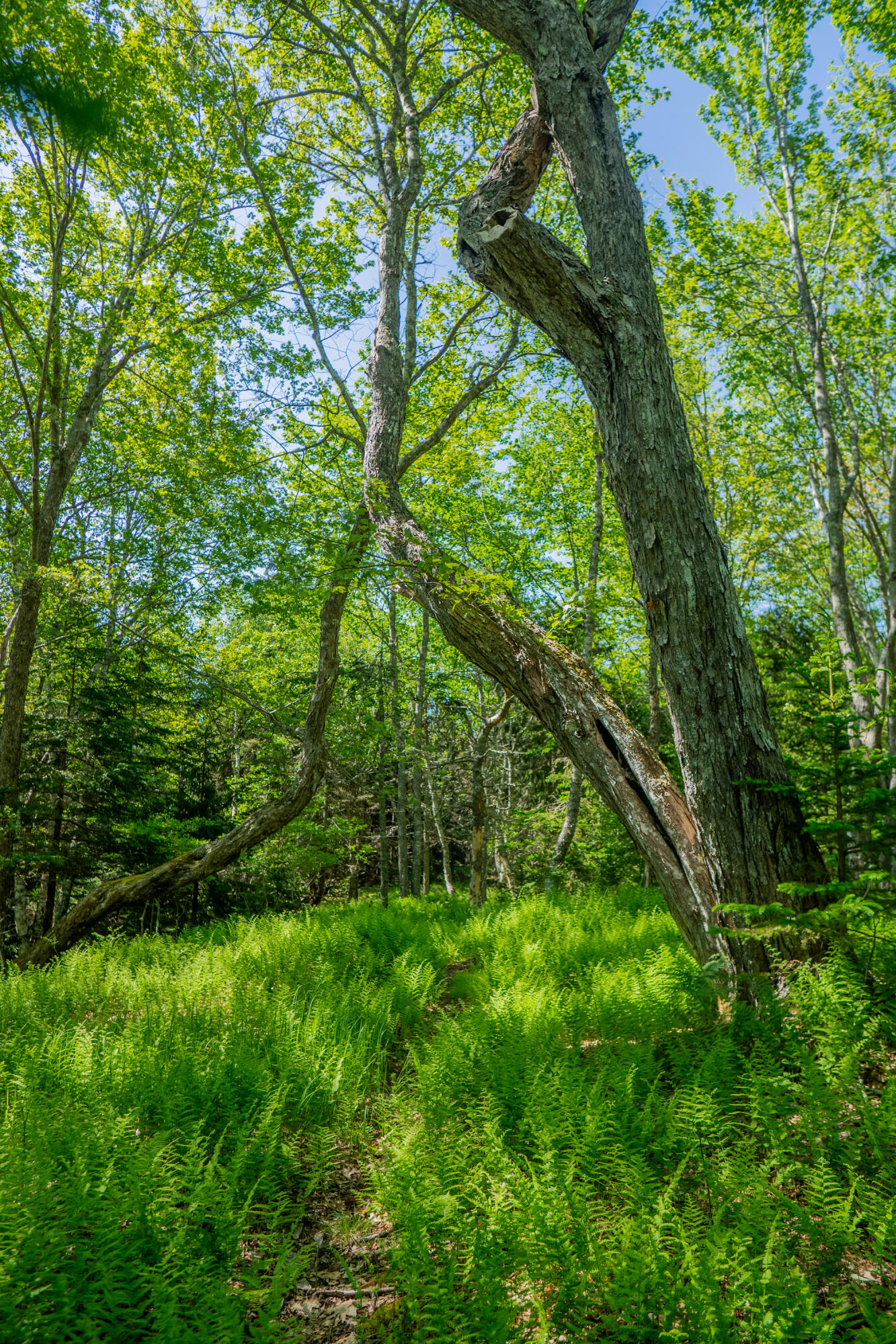 63 South Bay Road Georgetown, ME 04548 - Photo 134 of 161 63 South Bay Road Georgetown 132