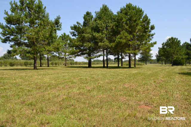27608 County Road 65 Loxley, AL 36551 - Photo 9 of 32 Trees East boundary