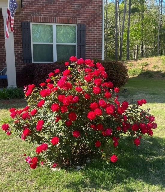 1526 Woodvale Street Hampton, GA 30228 - Photo 3 of 31 a flower plants in front of a house