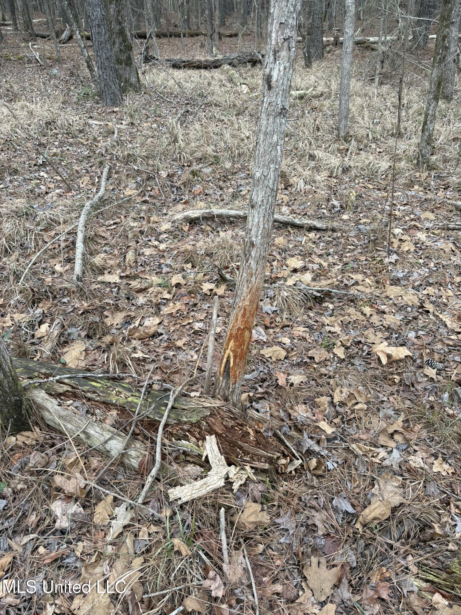 2211 County Road Kosciusko, MS 39090 - Photo 2 of 7 CR 2211 Attala Timber Rub