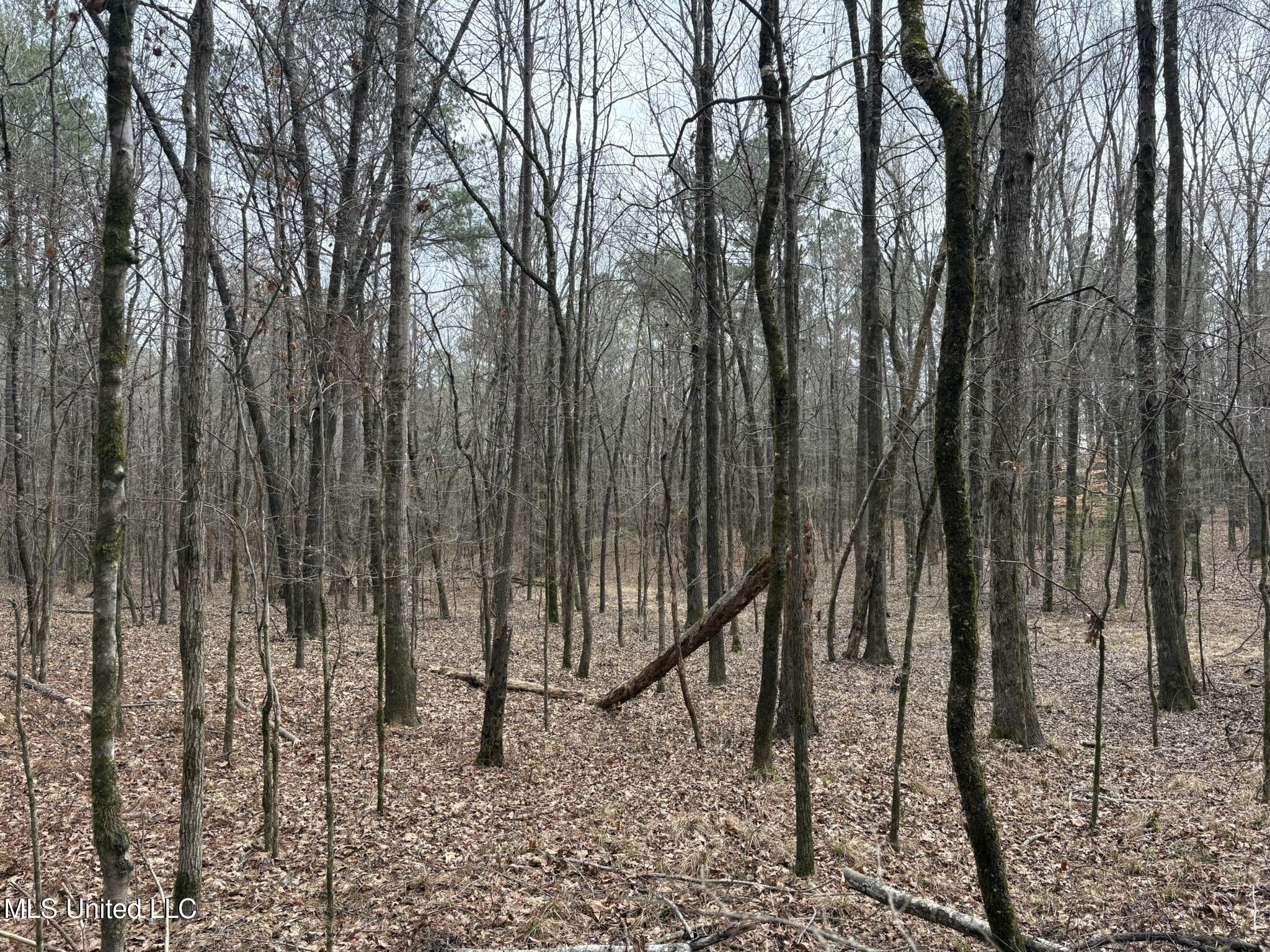 2211 County Road Kosciusko, MS 39090 - Photo 3 of 7 CR 2211 Attala Timber 4