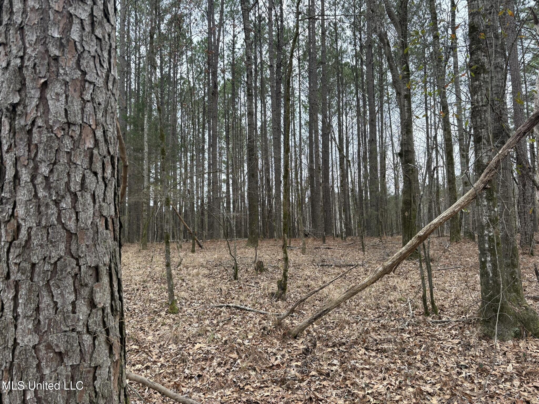 2211 County Road Kosciusko, MS 39090 - Photo 5 of 7 CR 2211 Attala Timber 2