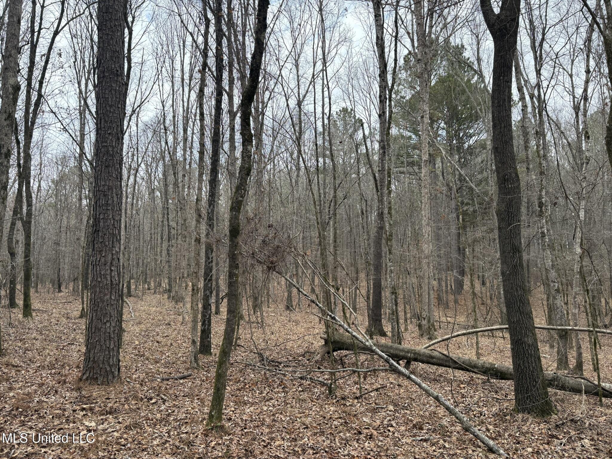 2211 County Road Kosciusko, MS 39090 - Photo 6 of 7 CR 2211 Attala Timber 1