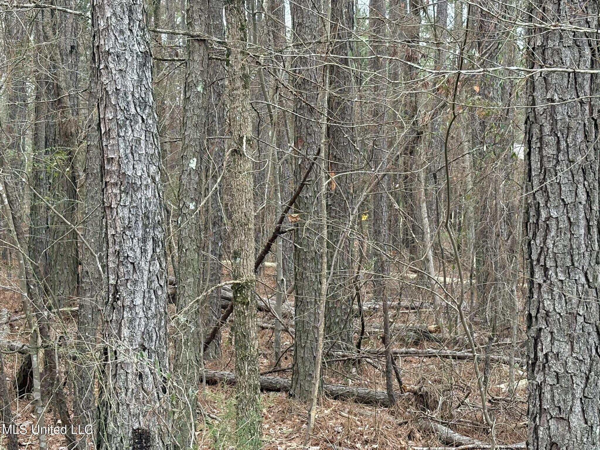 2211 County Road Kosciusko, MS 39090 - Photo 7 of 7 CR 2211 Attala Timber