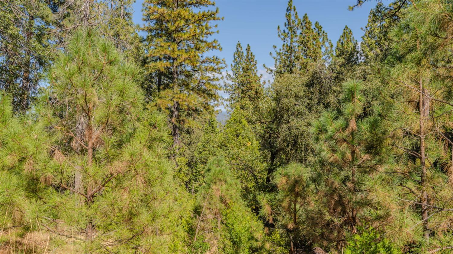 11456 Gold Strike Road Pine Grove, CA 95665 - Photo 13 of 24 Gallery Image 13