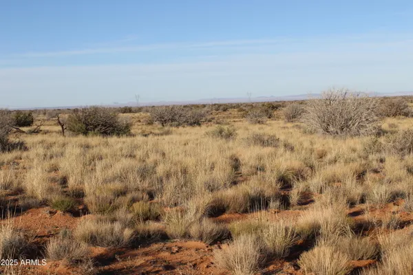 a view of a bunch of trees in a field