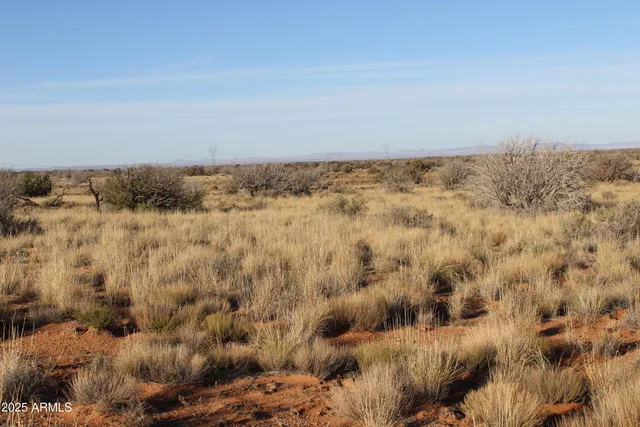 a view of a bunch of trees in a field