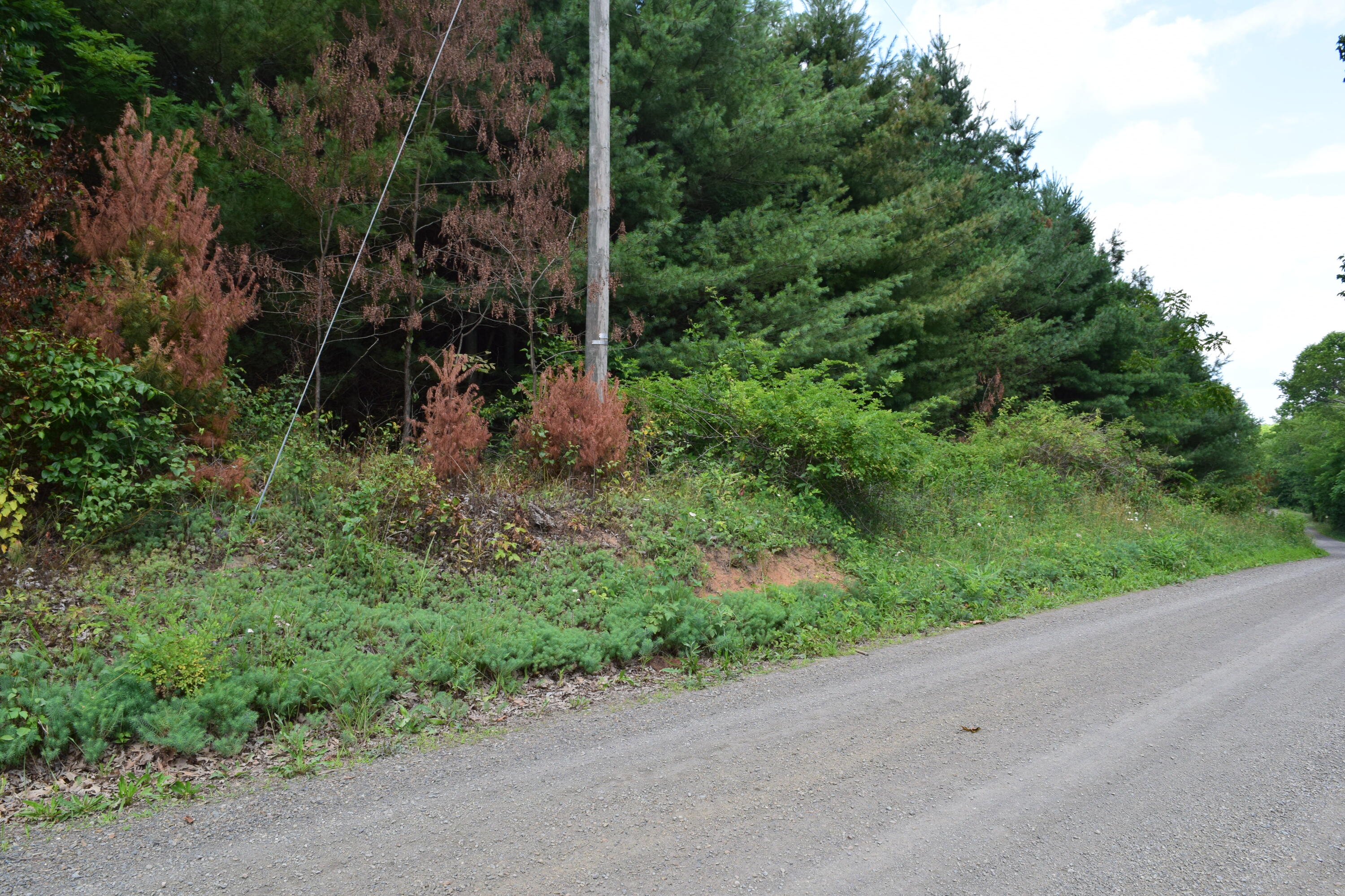 252 Reece Road Southwest Willis, VA 24380 - Photo 17 of 37 DSC_0104