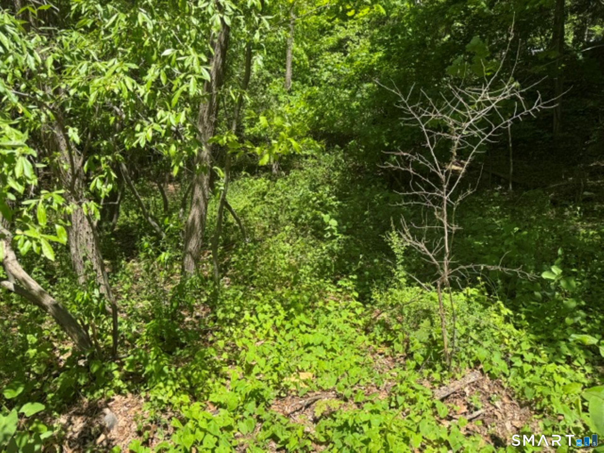 0 Wooster Street Naugatuck, CT 06770 - Photo 7 of 9 a view of a lush green forest