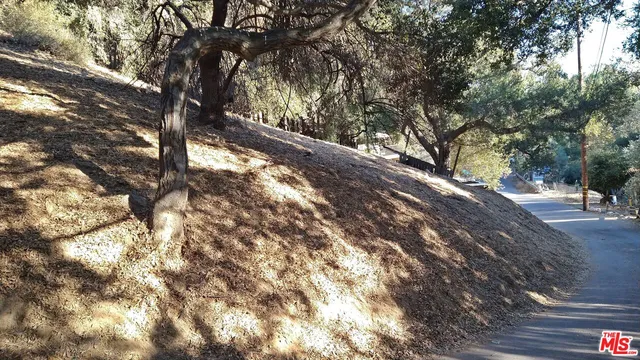 a view of a tree in the middle of a yard