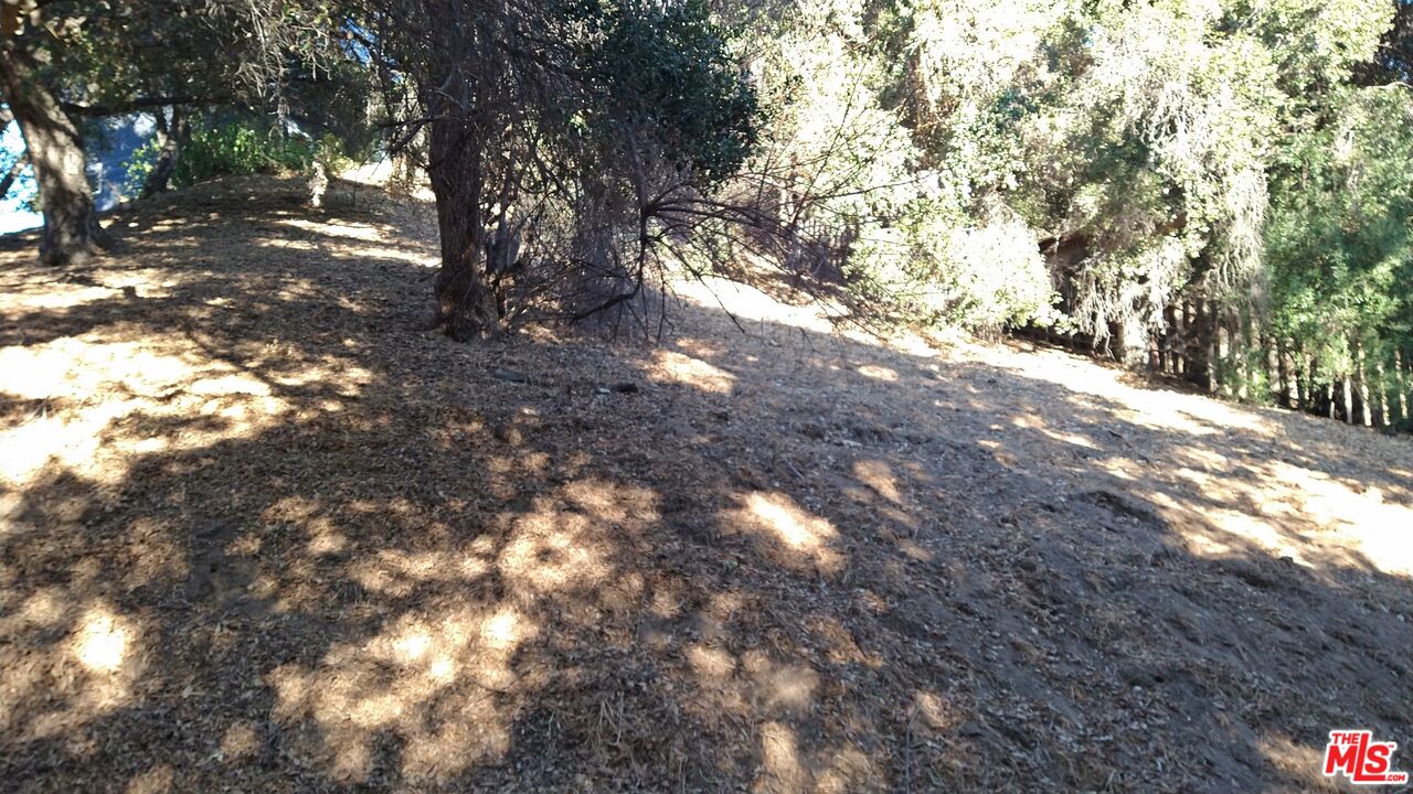 12300 Spring Trail Sylmar, CA 91342 - Photo 6 of 10 a view of tree