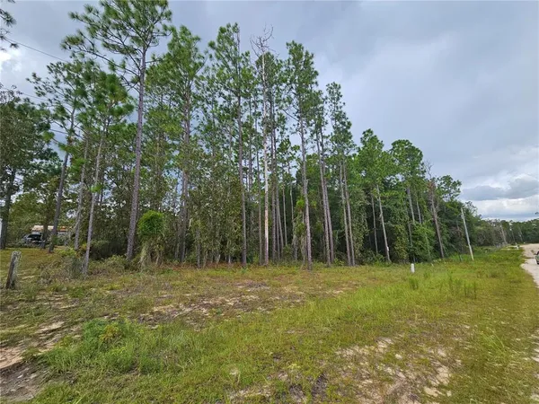 a view of outdoor space with trees all around