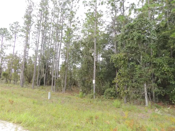 a view of a forest