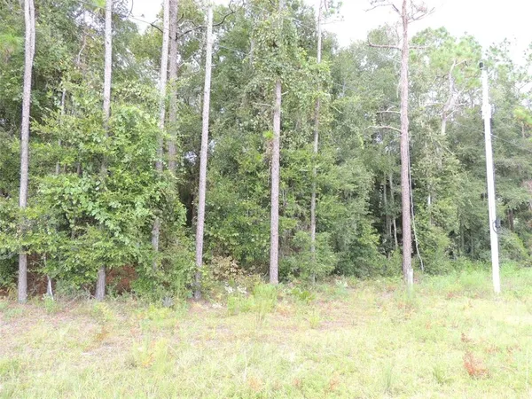 a view of forest