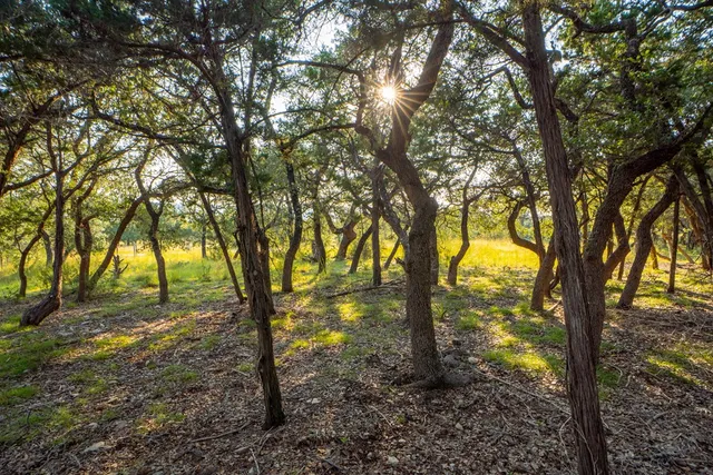 a view of a trees in a yard